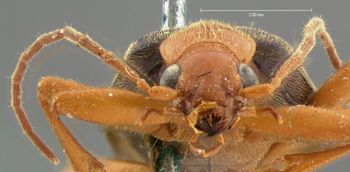 Media type: image;   Entomology 31774 Aspect: head frontal view